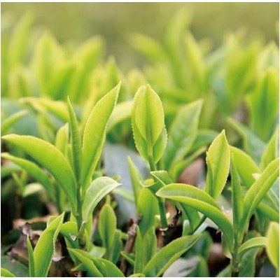 【茶叶】 茶叶诚邀加盟图4
