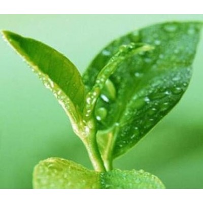 【茶叶】 茶叶诚邀加盟图3