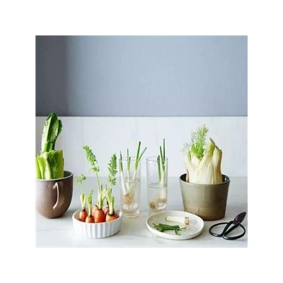 【水培蔬菜】 水培蔬菜诚邀加盟图5