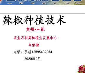 辣椒种植技术