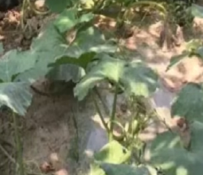 南瓜种植技术