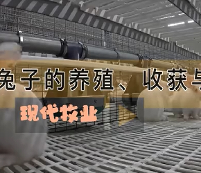 现代养殖业之——兔子的养殖、收获与加工（老王讲糖系列视频)