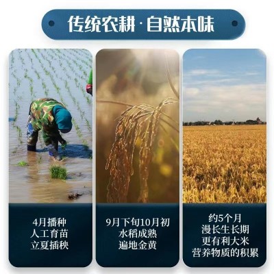 新款产地直供珍珠米千垧地飘香清甜东北大米现磨现发黑龙江特产米图3