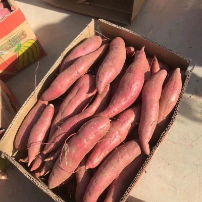 批发红心番薯沙地烤地瓜流油新鲜红薯山东烟薯25号蜜薯图3