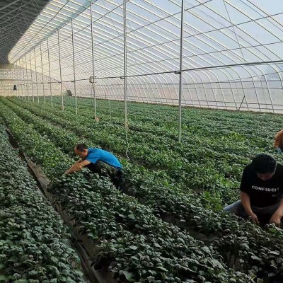 批发红心番薯沙地烤地瓜流油新鲜红薯山东烟薯25号蜜薯图2