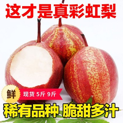 梨子新鲜水果陕西彩虹梨10斤当季红皮梨香脆甜早酥梨整箱包邮图4