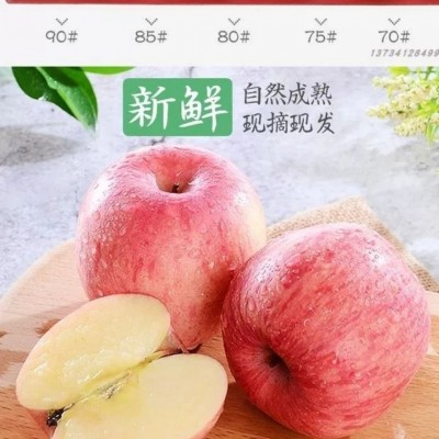 【一件代发】陕西延安苹果75以上通货整箱10斤装平果应季脆红富士图2