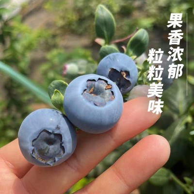 丹东新鲜蓝莓鲜果当季水果现摘现发孕妇水果整箱大果顺丰一件包邮图3