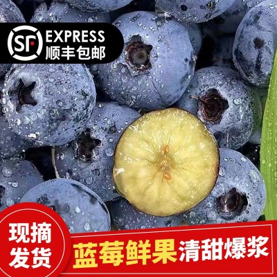 丹东新鲜蓝莓鲜果当季水果现摘现发孕妇水果整箱大果顺丰一件包邮