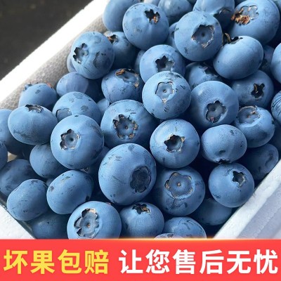 丹东新鲜蓝莓鲜果当季水果现摘现发孕妇水果整箱大果顺丰一件包邮图2