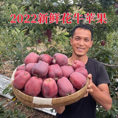 甘肃天水花牛苹果10斤新鲜水果整箱包邮糖心当季红蛇粉面平果丑果图4