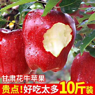 甘肃天水花牛苹果10斤新鲜水果整箱包邮糖心当季红蛇粉面平果丑果图2