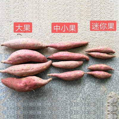 福建六鳌蜜薯新鲜沙地地瓜红心非紫薯小番薯香薯10斤包邮香糯蜜甜图2