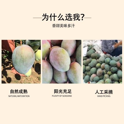 批发整箱凯特芒果当季新鲜应季水果鲜甜薄核大芒果攀枝花凯特芒图2