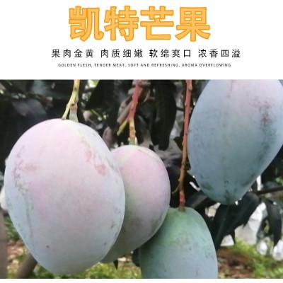 批发整箱凯特芒果当季新鲜应季水果鲜甜薄核大芒果攀枝花凯特芒图3