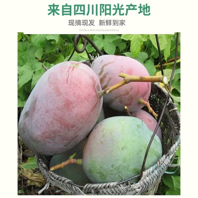 批发四川攀枝花芒果应季新鲜水果整箱甜心大芒果礼盒装凯特芒果图2