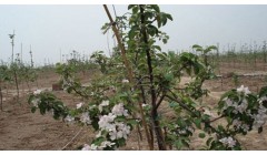 晚熟苹果苗新品种介绍