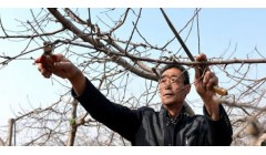 苹果种植冬季管理技术