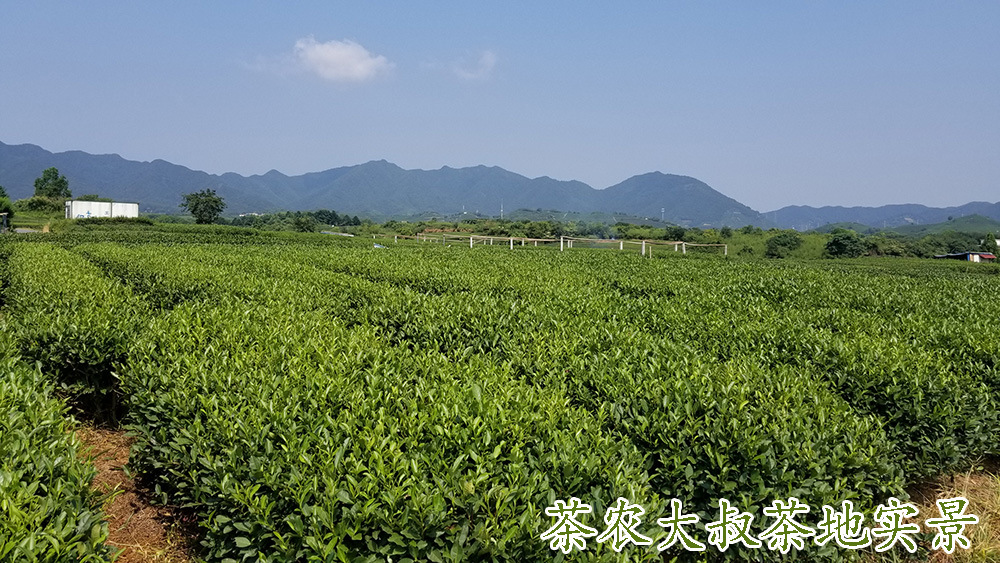 茶农大叔宣传2
