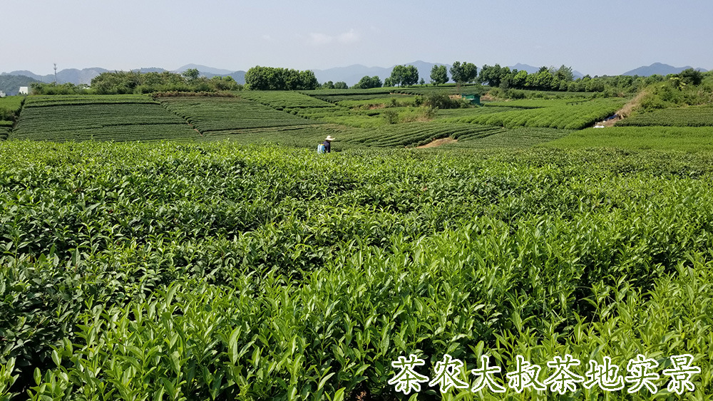 茶农大叔茶地6.jpg