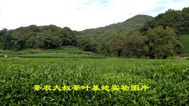 茶叶基地8001
