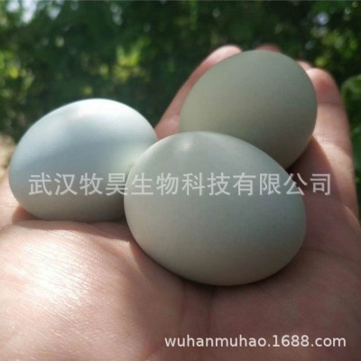 湖北农村绿壳土鸡蛋批发山林放养绿壳鸡蛋货源充足360枚/箱