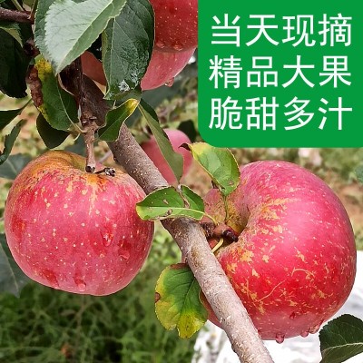 云南邵通丑苹果10斤冰糖心苹果新鲜水果当季整箱邵通包邮四川红富图3