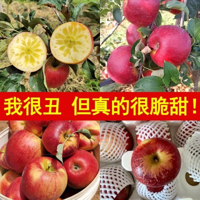 云南邵通丑苹果10斤冰糖心苹果新鲜水果当季整箱邵通包邮四川红富图2