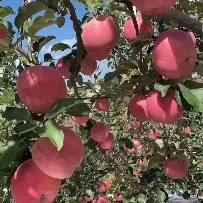 微商陕西洛川红富士苹果 85#24枚脆甜原地批发图4