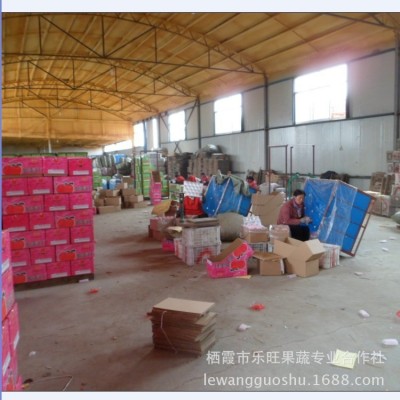 鲁旺全年供应脆甜多汁苹果 直供新鲜水果 烟台红富士条纹大苹果图3