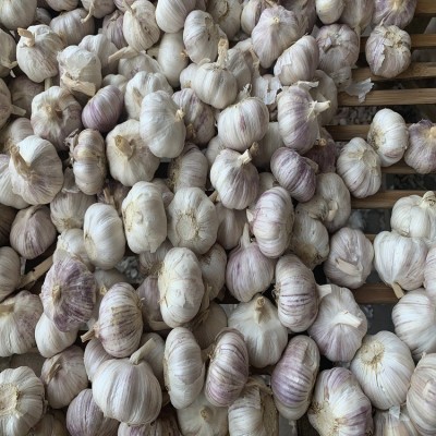 蒜 蒜头 干蒜山东批发紫皮大蒜干蒜头原产地发货工厂直发保鲜大蒜图2