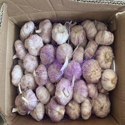 蒜 蒜头 干蒜山东批发紫皮大蒜干蒜头原产地发货工厂直发保鲜大蒜图3