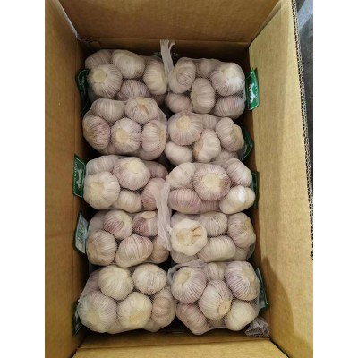 新季出口杂交白蒜红蒜原产地直发整柜小网袋装新鲜保鲜蒜大蒜图3