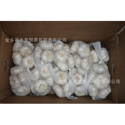 供应保鲜大蒜 金乡大蒜 蒜头 出口标准 蒜头 欢迎询价图5