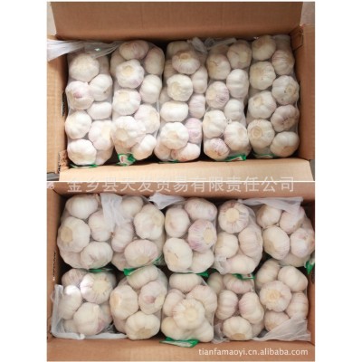 供应大蒜 金乡大蒜 蒜头 普白大蒜 欢迎询价图5
