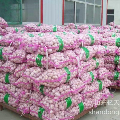 山东金乡大蒜长期供应厂家大量现货金乡产地紫皮大蒜各种规格大蒜图4
