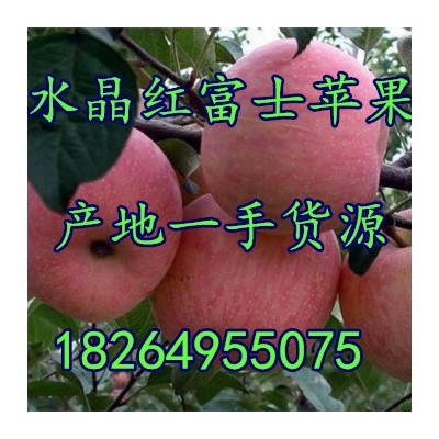 栖霞红富士苹果批发价格蒙阴红富士苹果基地沂源红富士苹果价格