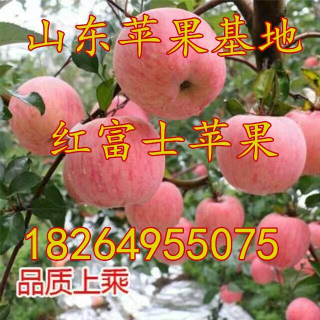 2QQ图片20160812112441_副本