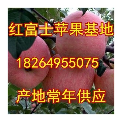 甘肃静宁苹果批发价格辽宁葫芦岛苹果基地价格日照红富士苹果价格图2