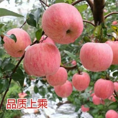 甘肃静宁苹果批发价格辽宁葫芦岛苹果基地价格日照红富士苹果价格图3
