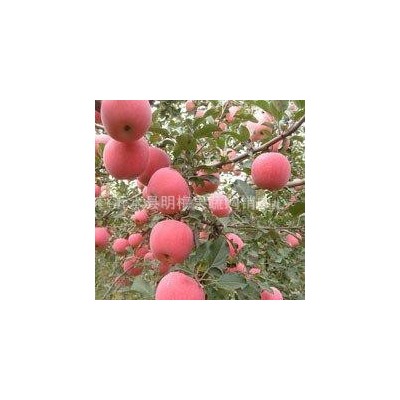 甘肃静宁苹果批发价格辽宁葫芦岛苹果基地价格日照红富士苹果价格图5