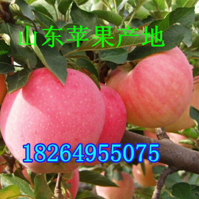 D07F29YD07ChRkRlekYbCAAn-lAAGC