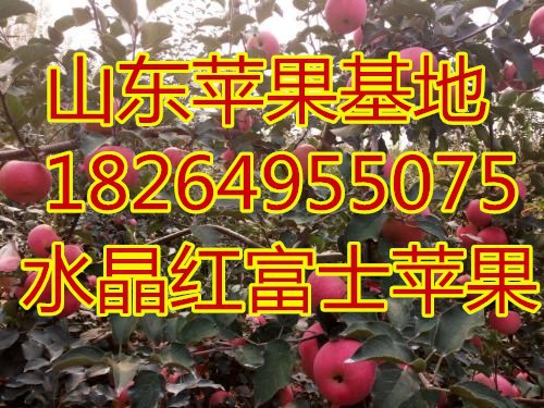 u=1950572417,2833695223&fm