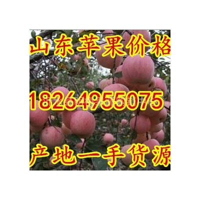 内蒙古苹果批发基地内蒙古冰糖心红富士苹果价格河北苹果批发价格图2