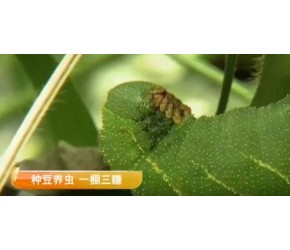 农民哥种豆养虫，一个大棚竟能赚到3份的钱，走上致富路