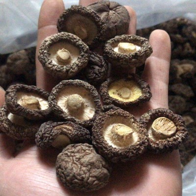 福建香菇干货500克批发 剪脚根短肉厚古田香菇批发干香菇厚菇冬菇