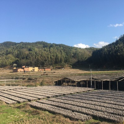 厂家直发黑木耳干货500g无根小木耳小碗耳批发散装东北特产黑木耳图3
