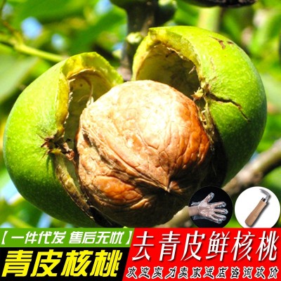 新鲜湿核桃2023现摘带青皮核桃嫩湿核桃去青皮干核桃5斤一件代发