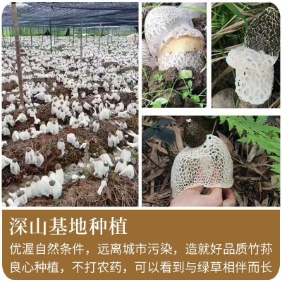 干货古田竹荪 500g散装净重产地批发长裙竹笙 不熏硫竹荪蛋竹荪杆图4