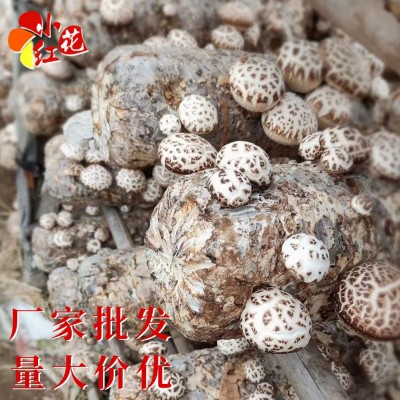 农家去跟剪脚花菇 干货冬香菇饱满肉厚香浓茶花菇 食用菌散装批发图3